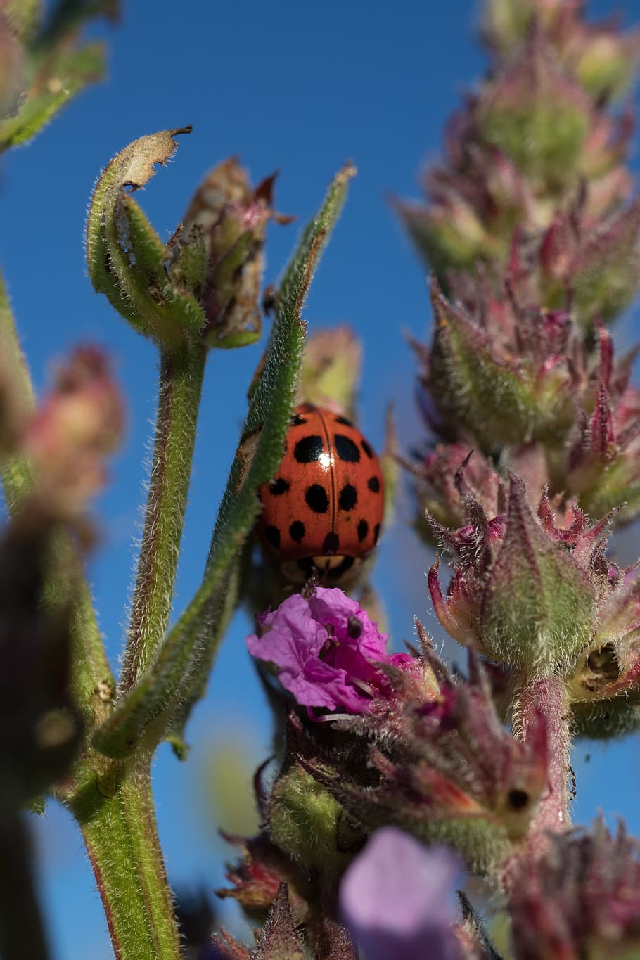 ladybug, flower, macro, plant, nature, flowering plant, growth HD wallpaper