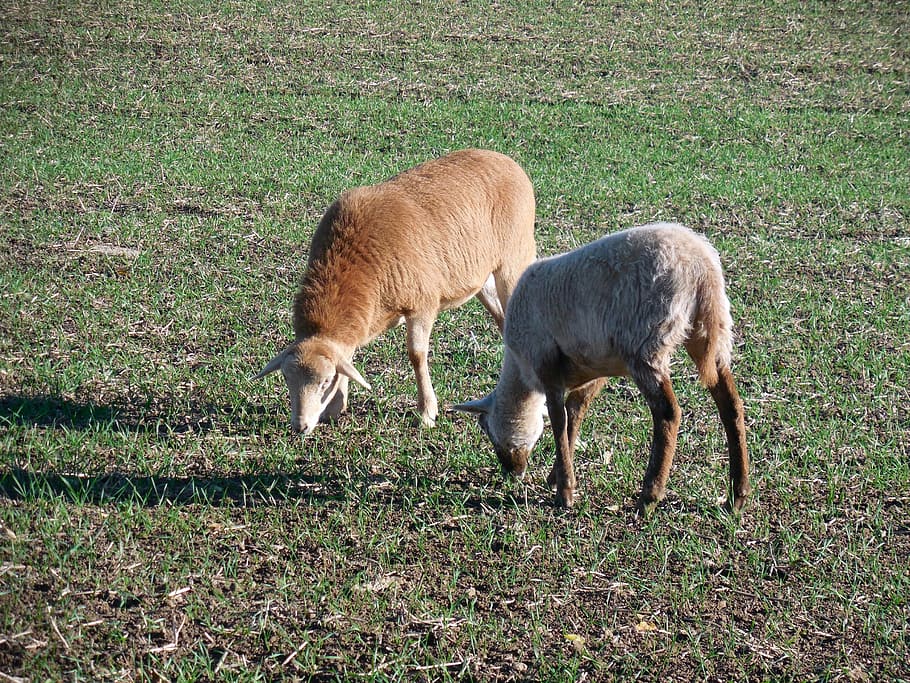sheep, pasture, graze, eat, livestock, wool, animal husbandry HD wallpaper
