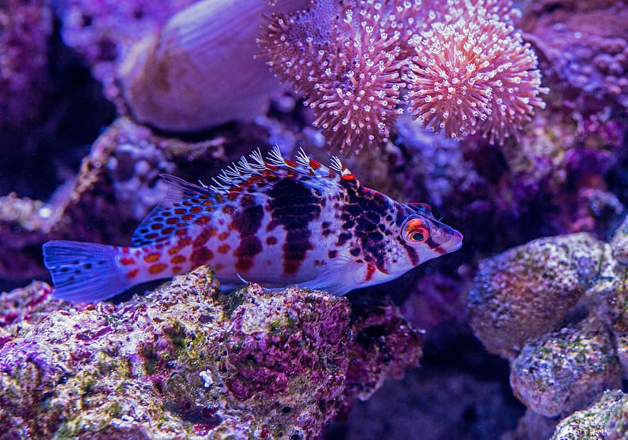 black and grey fish, black, red, and white striped fish near sea anemones HD wallpaper