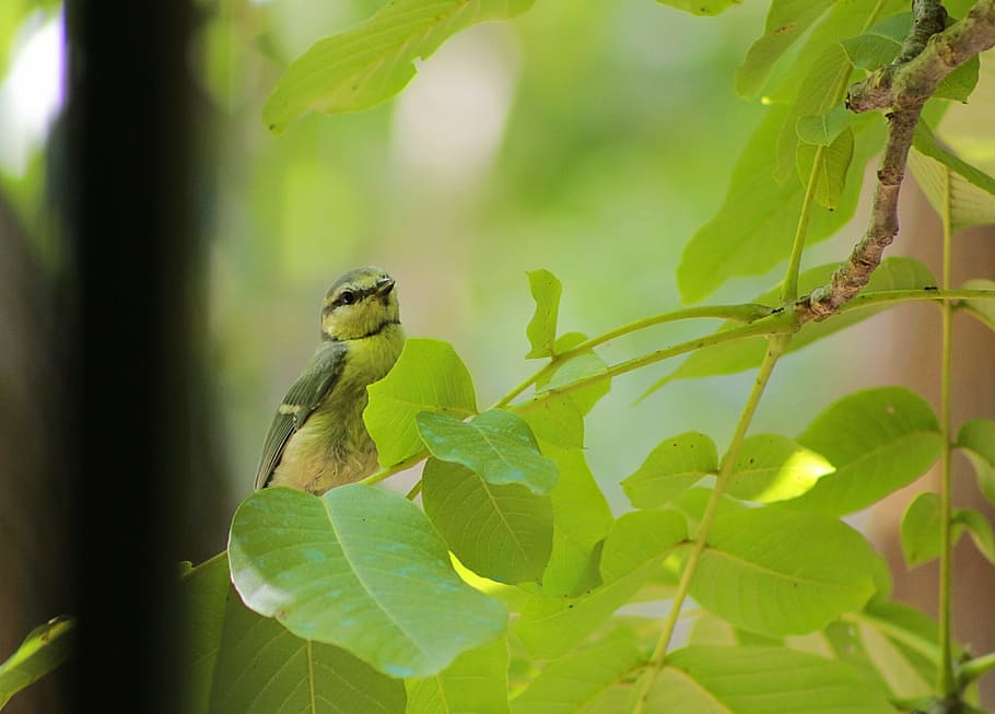 bird, green, animal, tree, animal themes, plant part, leaf HD wallpaper
