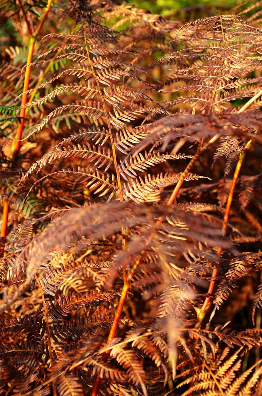 fern, forest, fall, nature, vintage, plant, land, no people HD wallpaper