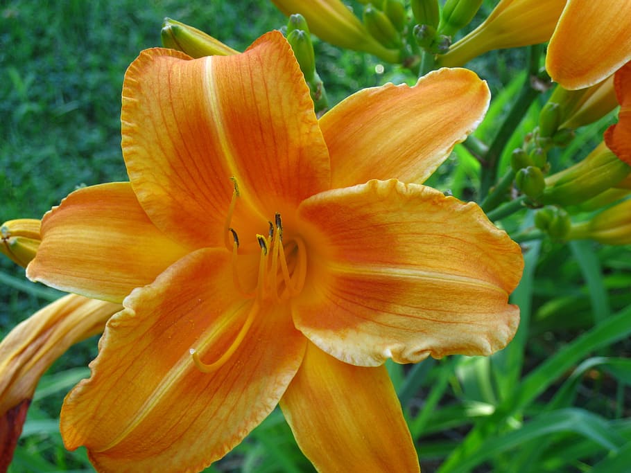daylily, flower, nature, spring, beautiful, orange, garden HD wallpaper