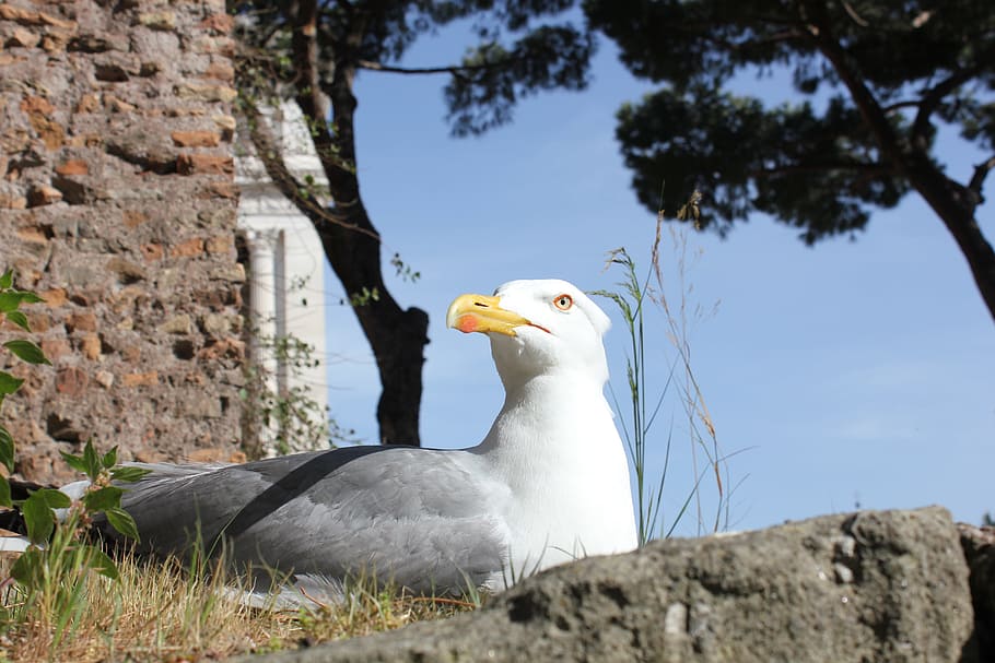 tarrock, bricks, old town, the seagull, rome, bird, animal HD wallpaper