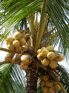 coconuts, palm, frond, caribbean, jamaica, coconut tree, exotic HD wallpaper