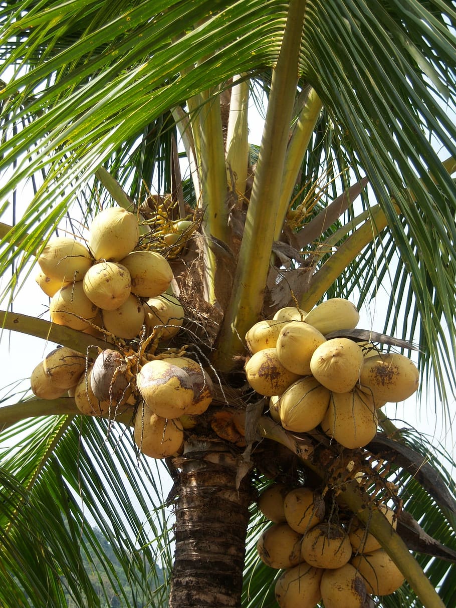 coconuts, palm, frond, caribbean, jamaica, coconut tree, exotic, HD wallpaper