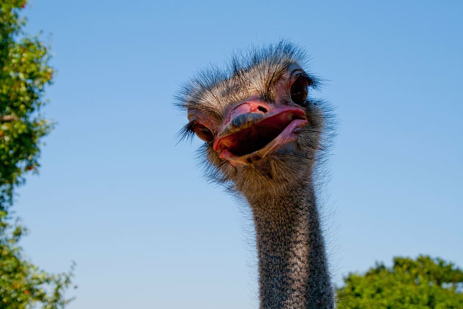 ostrich, nature, bird, animal themes, one animal, vertebrate HD wallpaper