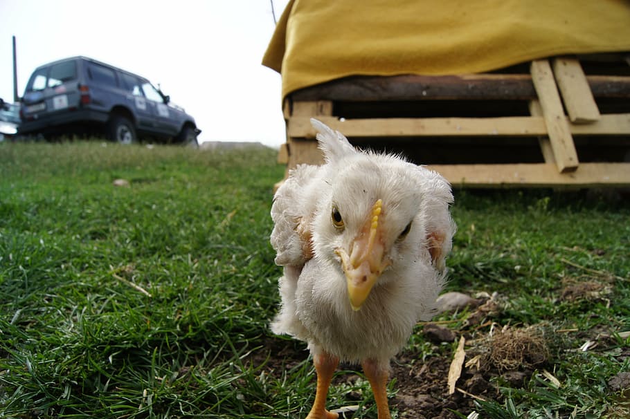 chicken, hen, animal themes, domestic animals, pets, mammal HD wallpaper