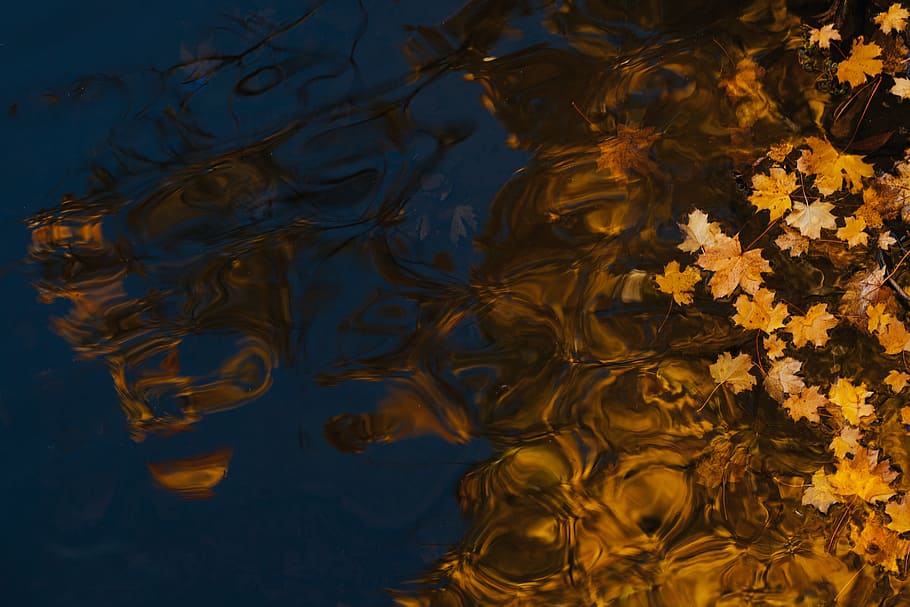dried maple leaf on body of water, maple leaf, yellow, flowers HD wallpaper