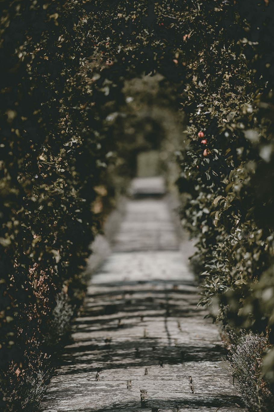 selective photography of green arch, path, garden, tree, bush HD wallpaper