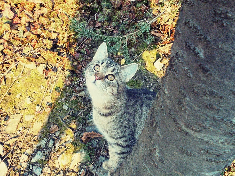 cat, tree, forest, nature, view, domestic cat, pets, domestic animals HD wallpaper