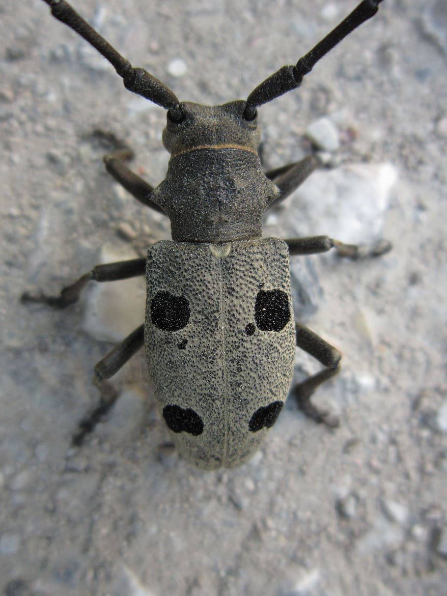 beetle, coleoptera, morimus funereus, longhorn beetle, insect, HD wallpaper