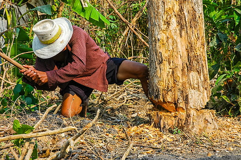 man holding axe beside tree, Lumberjack, Man, Climb, Cases HD wallpaper