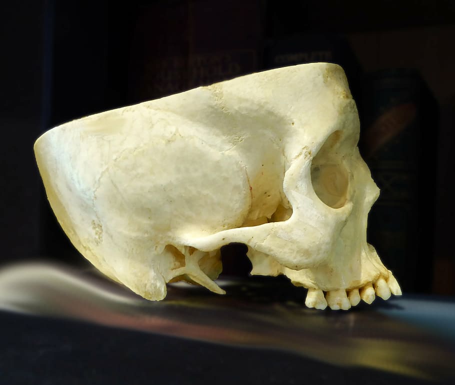 skull, anatomy, cranium, bone, indoors, close-up, no people HD wallpaper
