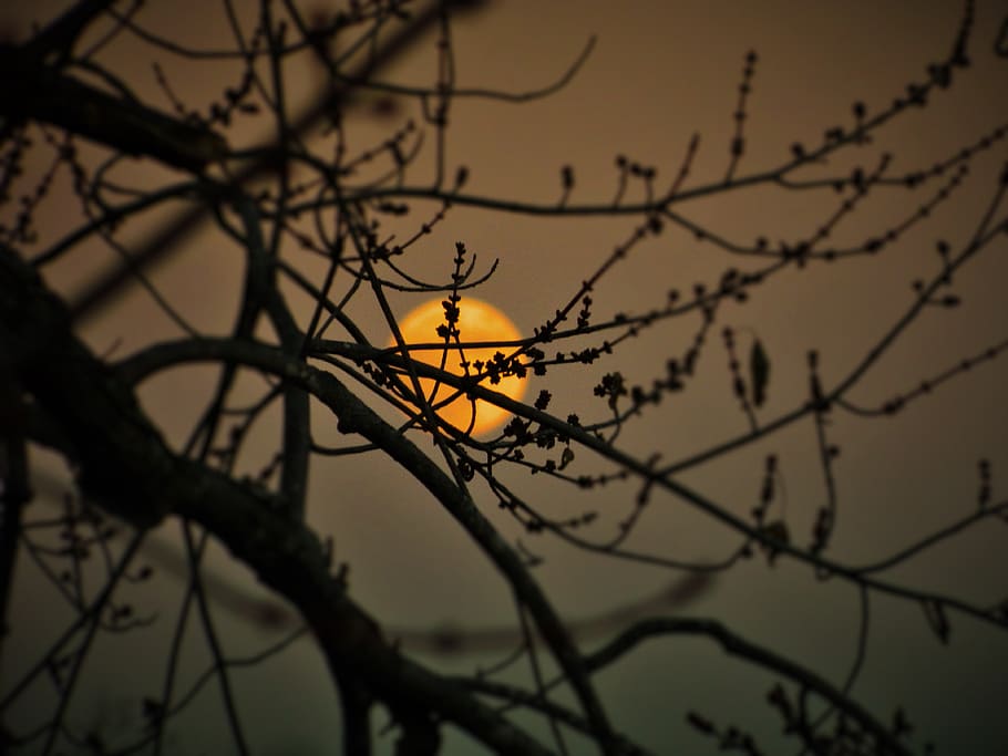 spider, spiderweb, tree, nature, bird, branch, plant, silhouette HD wallpaper