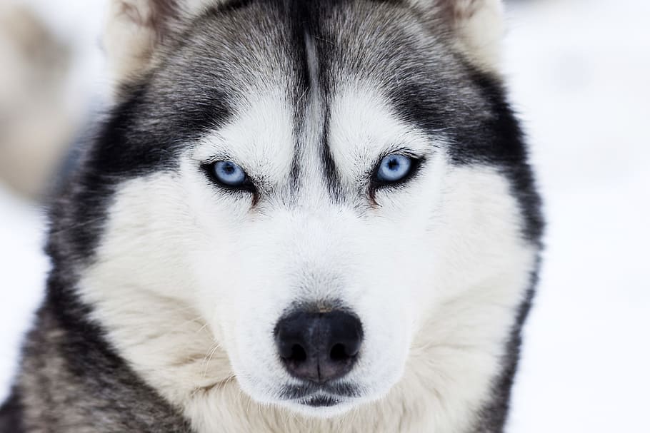 Husky dog in winter snow, nature, animal, animals, dogs, eyes, HD wallpaper