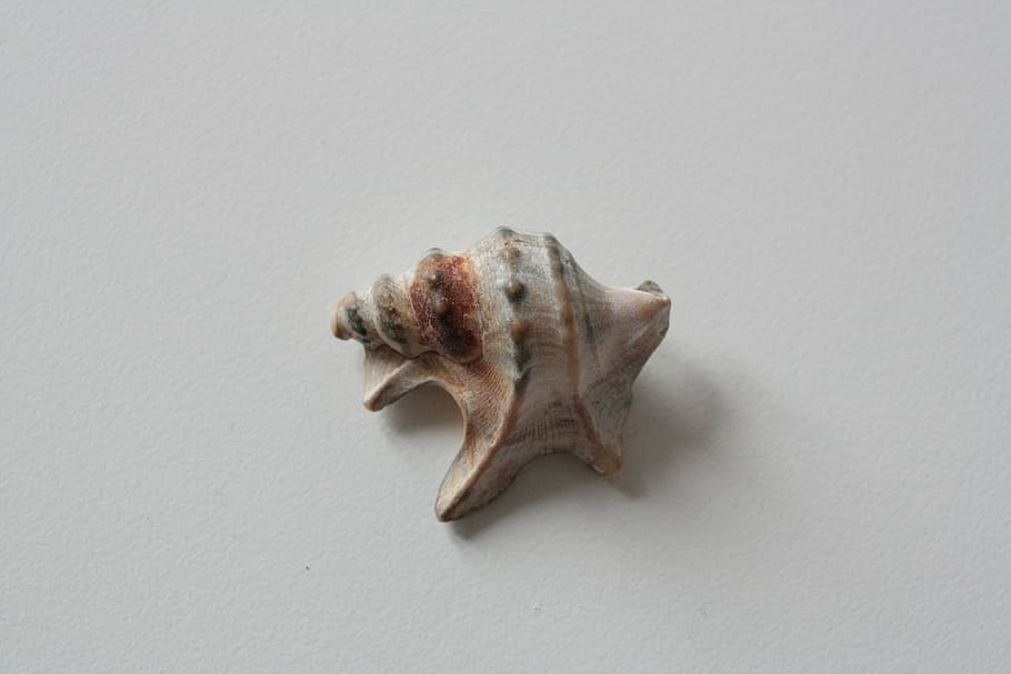 shells, sea, nature, summer, beach, holiday, holidays, studio shot HD wallpaper