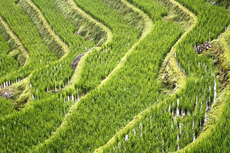 chinese rice fields