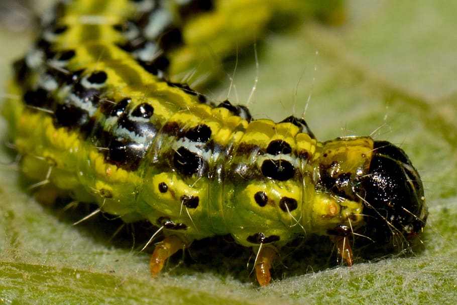 Caterpillar, Bug, Animal, Macro, one animal, animal themes HD wallpaper