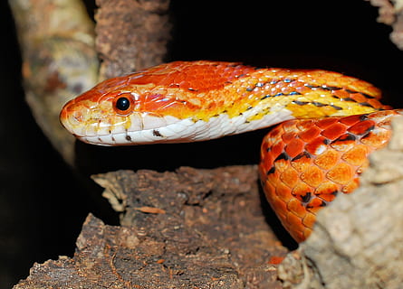 Natter, Corn Snake, Reptile, animal, species, non-hazardous HD wallpaper