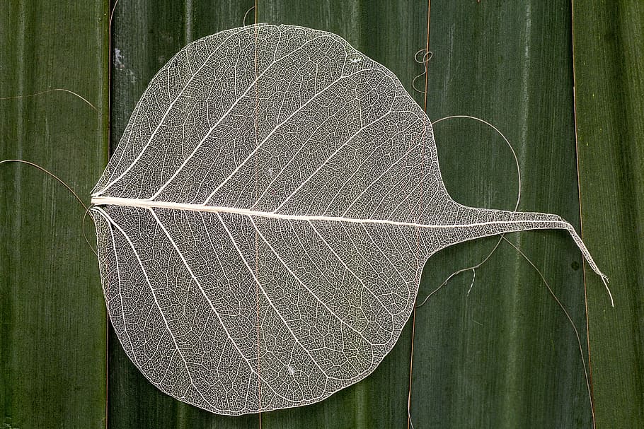 white leaf on green leaf, macro, leaf structure, plant part HD wallpaper