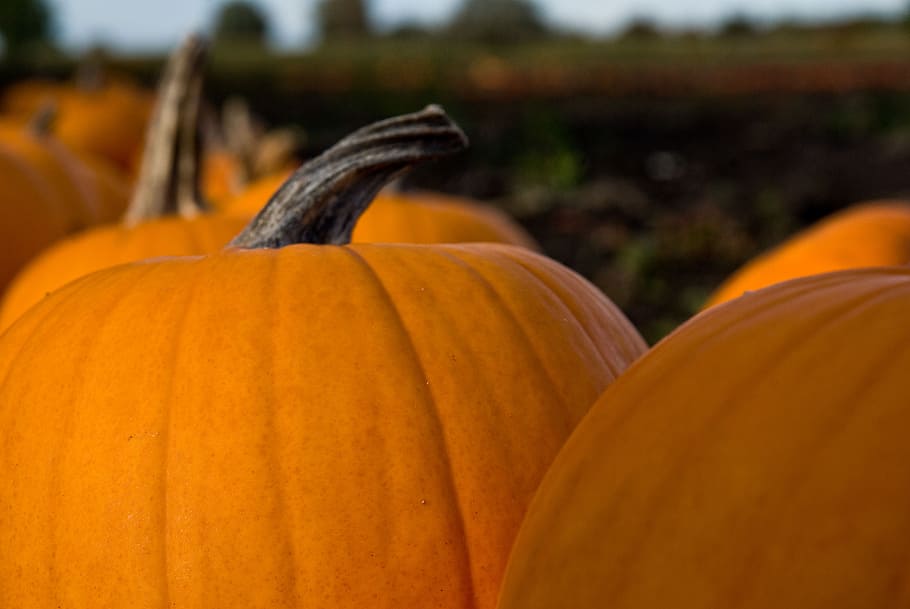 selective focus photography of pumpkin, pumpkins, autumn, fall HD wallpaper