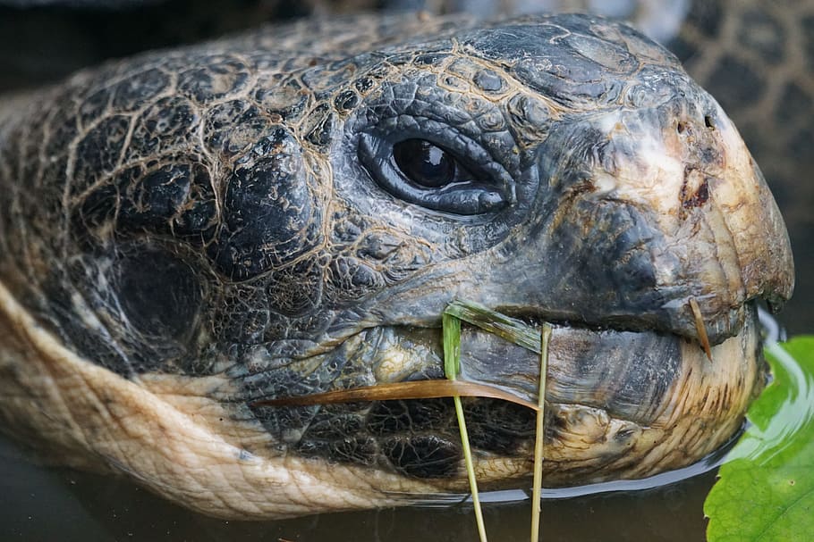 turtle eating leaf, giant tortoise, galápagos giant tortoise, HD wallpaper