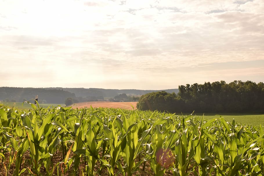 field, cornfield, agriculture, clouds, summer sky, fields, arable HD wallpaper