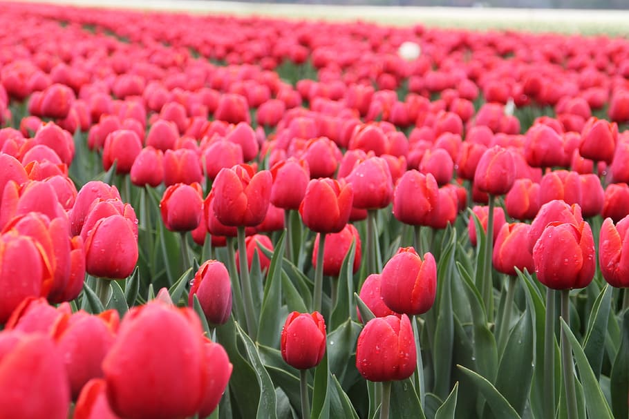 Tulip, Flower, Bulbs, Spring, red, flowers, tulips, field, pink color HD wallpaper