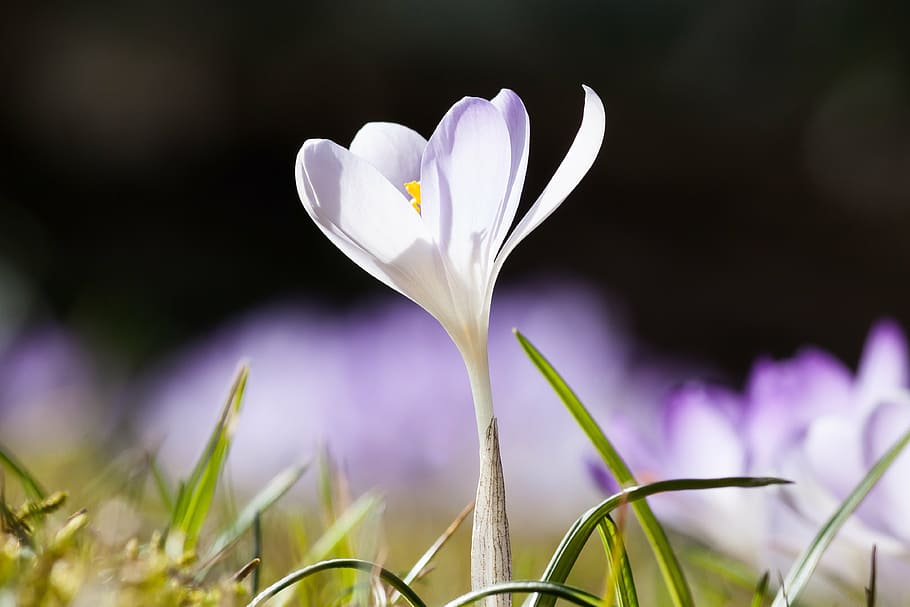 selective focus of white petaled flower, spring, crocus, schwertliliengewaechs HD wallpaper