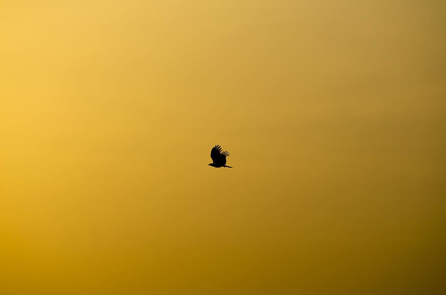 silhouette of flying bird, black bird, sky, yellow, sunset, flight HD wallpaper