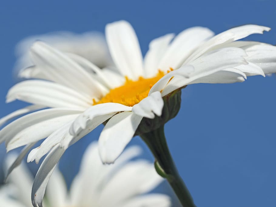daisies, summer, hot, meadow, flowers, meadow margerite, white HD wallpaper