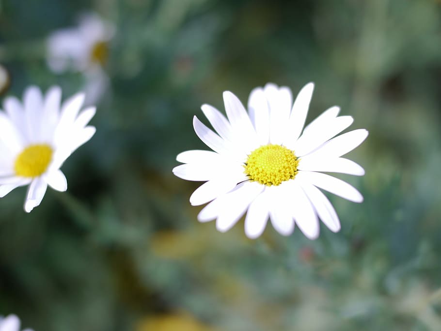 white, spring, flowers, flowering plant, vulnerability, fragility HD wallpaper