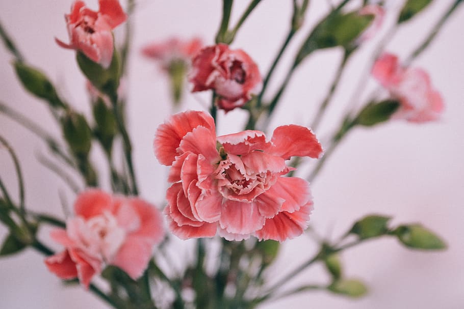 love, romantic, flowers, blur, blooming, branch, bright, close -up HD wallpaper