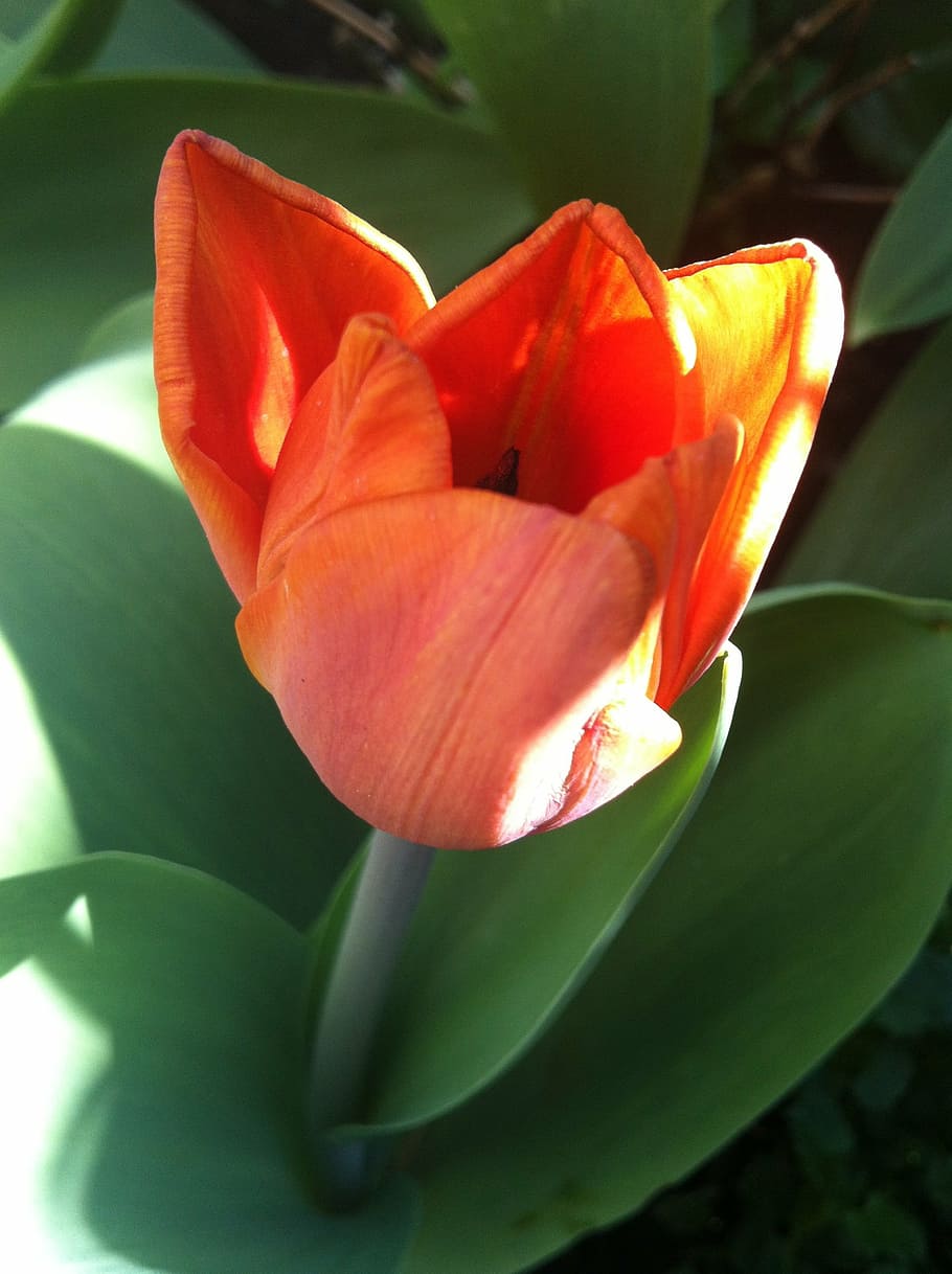 tulip, orange, spring, flower, tulips, nature, flowers, flowering plant HD wallpaper