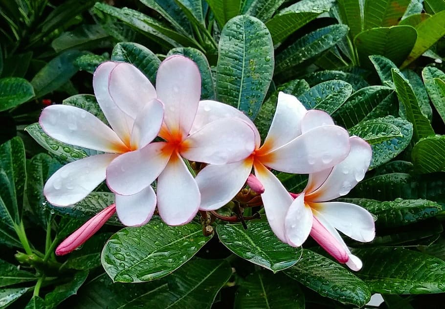 blooming white flowers, dew, rain, wet, plumeria, plants, nature HD wallpaper
