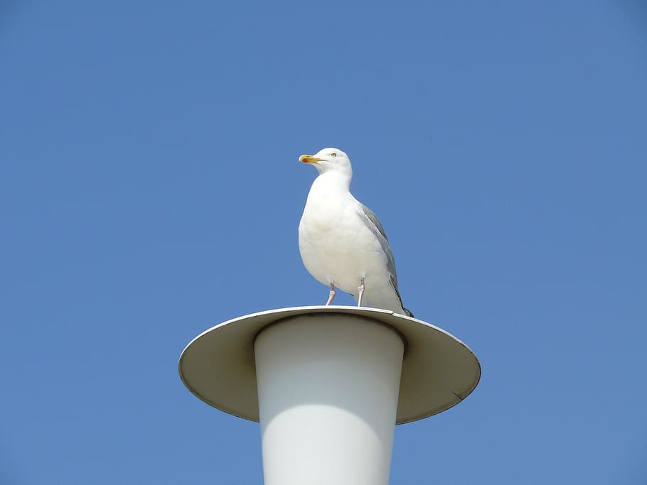 Seagull, Lantern, Sky, Blue, Norderney, bird, clear sky, perching, HD wallpaper