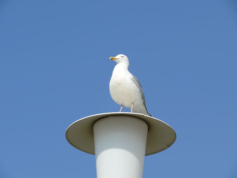 Seagull, Lantern, Sky, Blue, Norderney, bird, clear sky, perching HD wallpaper