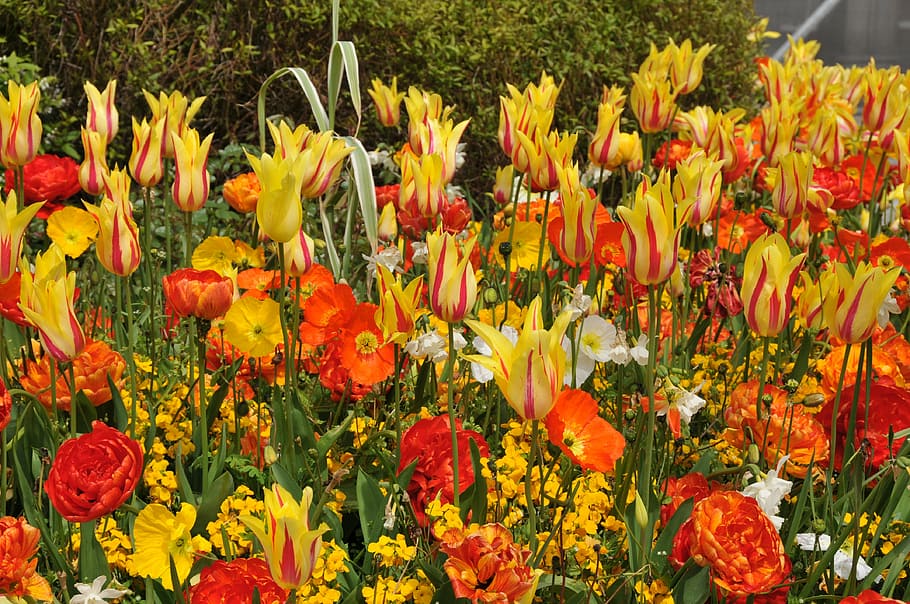 tulips, spring, vibrant, flowering plant, beauty in nature HD wallpaper