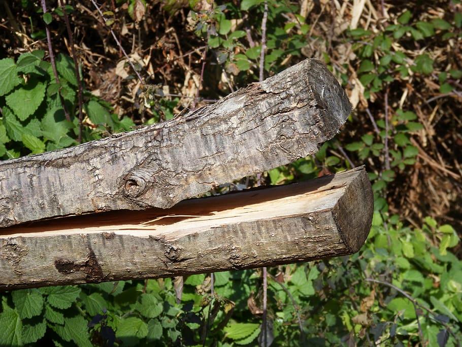 trunk, graceful shape, open mouth, wood - Material, nature HD wallpaper