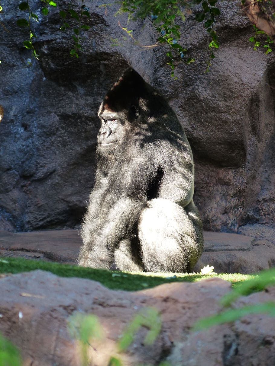 gorilla, monkey, view, grim, ape, black, mammal, animal, silverback HD wallpaper