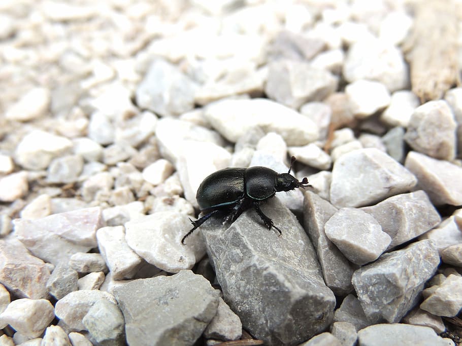 Black Beetle, Insect, Pebble, steinchen, animal, no people HD wallpaper