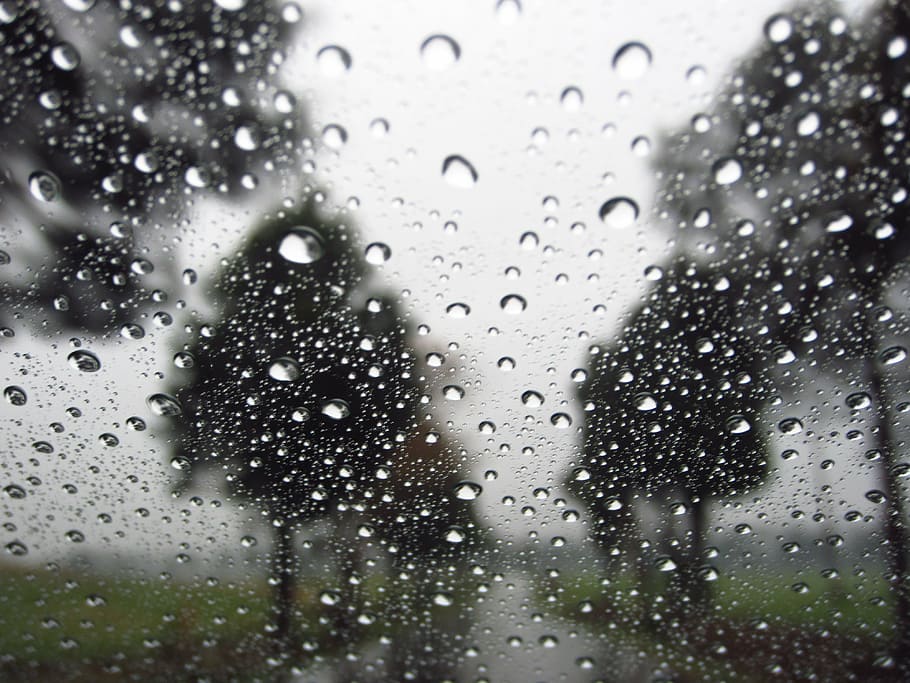 raindrops, trees, background, nature, wet, water, plant, droplet HD wallpaper