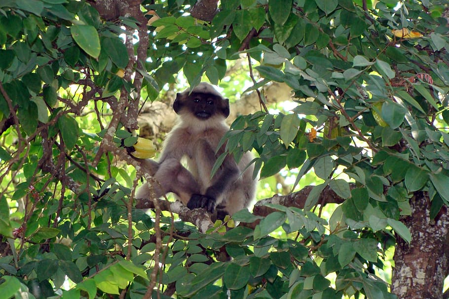 hanuman langur, baby, monkey, starfruit tree, dharwad, india, HD wallpaper