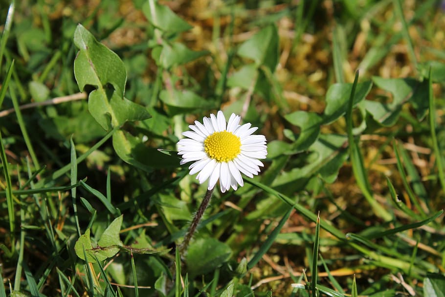 flower, daisy, nature, white, flowering plant, freshness, growth HD wallpaper
