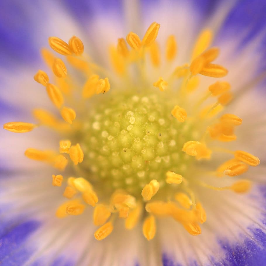 Anemone, Violet, Yellow, Pollen, Flower, blossom, bloom, purple HD wallpaper