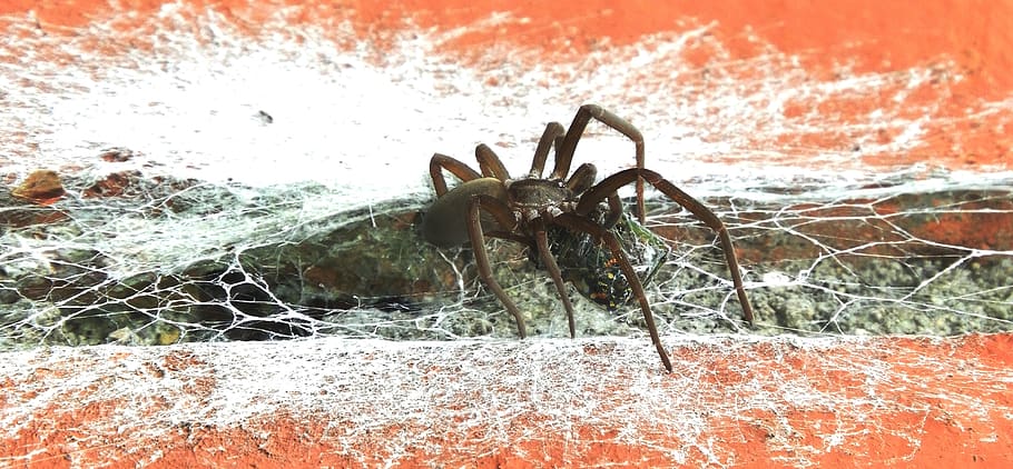 macro, insects, spiders, armenia, close-up, day, arachnid, focus on foreground HD wallpaper