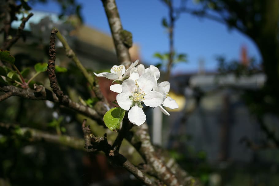apple, blossom, tree, branch, spring, nature, blossoms, blooms HD wallpaper