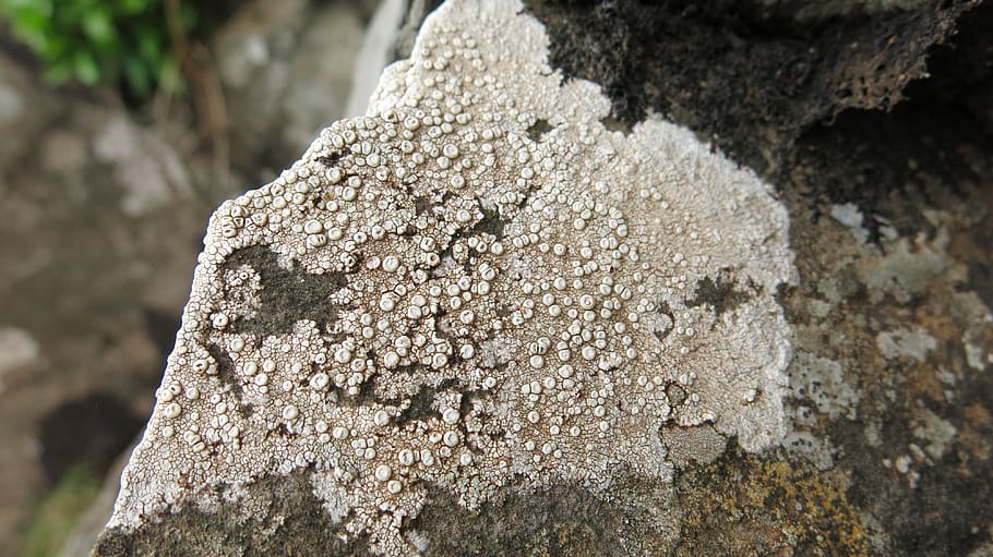 texture, mushroom, rock, stone, rau, pattern, lichen, nature, HD wallpaper