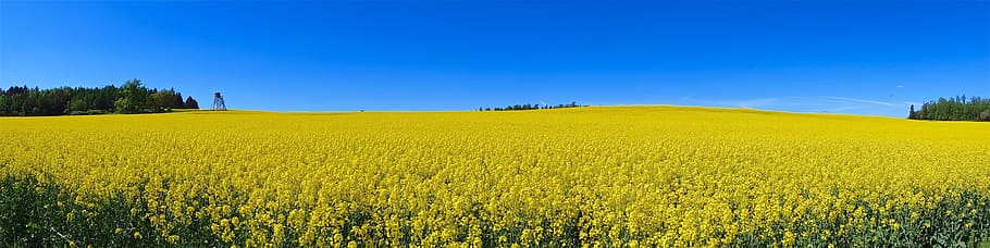 Oilseed Rape, Thuringia, Germany, Summer, thuringia germany HD wallpaper