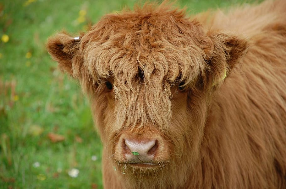 cow, calf, highland, scotland, baby, cattle, domestic, rural, HD wallpaper